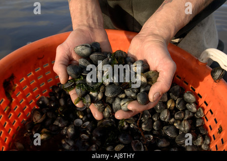 Un Texel kokkelvissers tradizionale o arricciatura pescatore la mattina presto a bassa marea sulla mazzetta Foto Stock