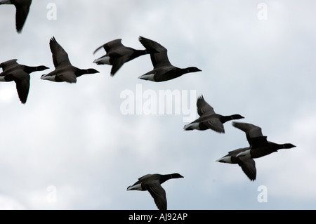 Terschelling a flock of migrating Brent goose Foto Stock