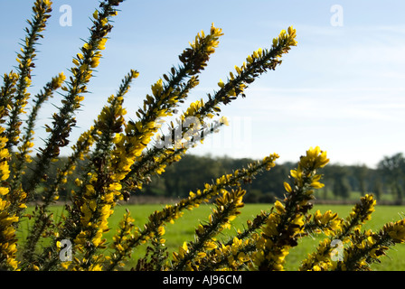 Foto di stock di ginestre bush l'immagine mostra il giallo gorse in primo piano in un contesto di verde rurale campo di pascolo Foto Stock