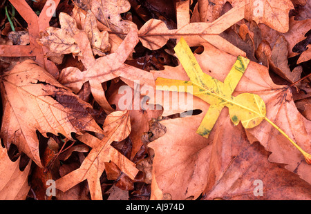 Foglia liying uomini sul terreno in autunno Foto Stock