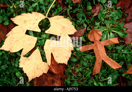 Foglia liying uomini sul terreno in autunno Foto Stock