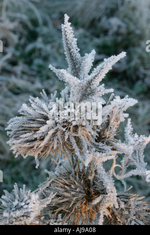 Disco gelo su thistle sole al mattino Foto Stock