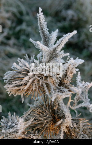 Disco gelo su thistle sole al mattino Foto Stock