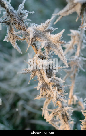 Disco gelo su thistle lascia il sole al mattino Foto Stock