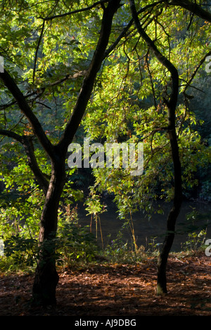 Caduta di impressione della foresta Foto Stock