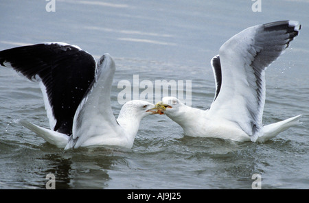 I gabbiani grande oscurati backed larus marinus combattimenti su alimenti REGNO UNITO Foto Stock