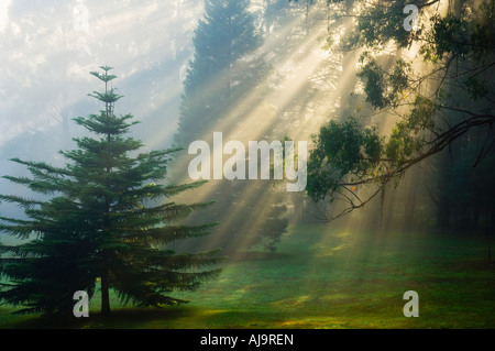 Sunray attraverso la nebbia di mattina, Dandenong Ranges, Victoria, Australia Foto Stock