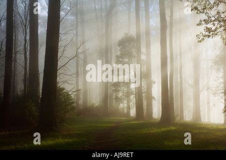 Sunray attraverso la nebbia di mattina, Dandenong Ranges, Victoria, Australia Foto Stock