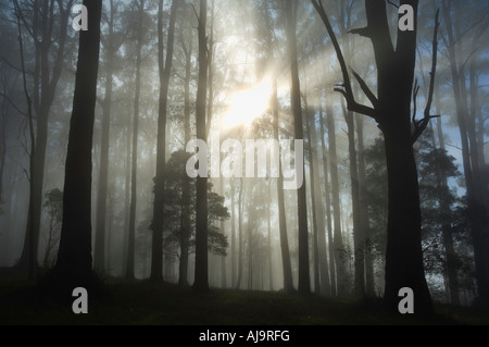 Sunray attraverso la nebbia di mattina, Dandenong Ranges, Victoria, Australia Foto Stock