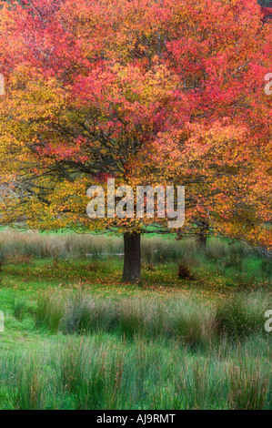 Albero di acero, re paese, Isola del nord, Nuova Zelanda Foto Stock