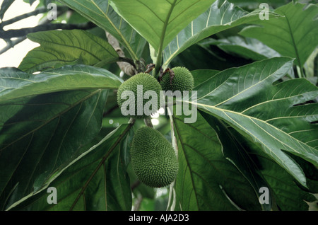 Frutta Durian e albero Costa Rica Foto Stock