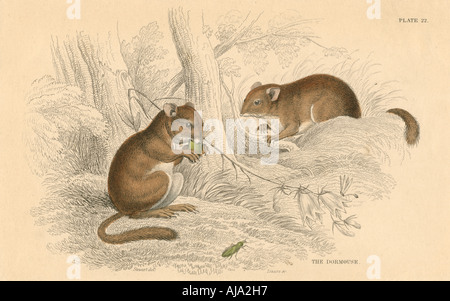 Moscardino (Muscardinus arvellanarius), entra in modalità di ibernazione roditore, 1828. Artista: sconosciuto Foto Stock