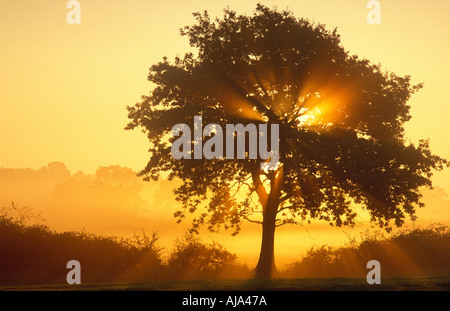 Misty dawn tree nr Castle Cary Somerset REGNO UNITO Foto Stock