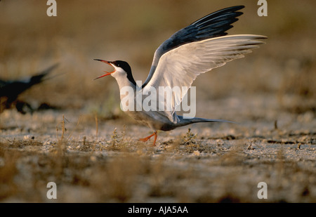 White cheeked tern in atterraggio a nido sito Foto Stock