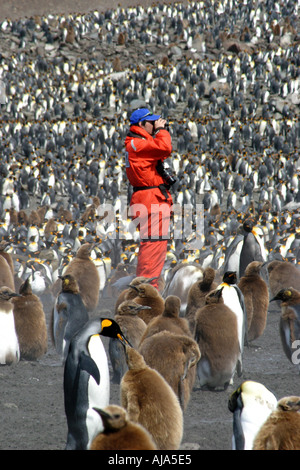 Re pinguini a St Andrews Bay colony Georgia del Sud Antartide questo è il più grande re Penguin rookery nel mondo Foto Stock