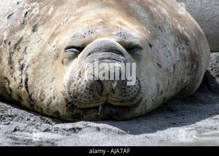 Le guarnizioni di tenuta di elefante sulla spiaggia di Baia di St Andrews,Isola Georgia del Sud che ha anche la più grande colonia di pinguini di re. Foto Stock