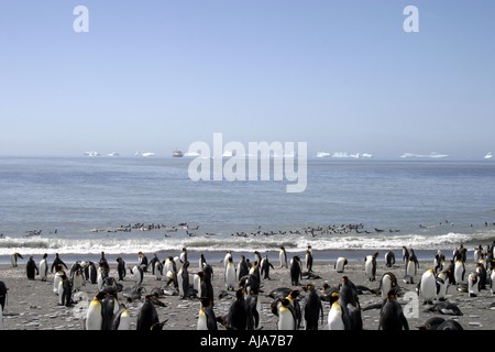 Re pinguini sulla spiaggia di Baia di St Andrews S Georgia nave in background Foto Stock