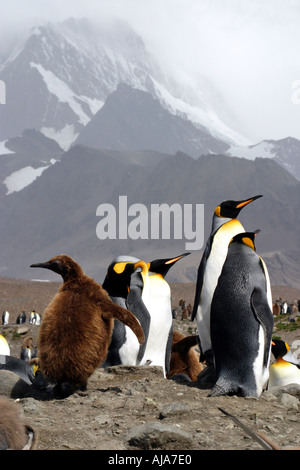 Re i pinguini e pulcini sulla baia di St Andrews Georgia del Sud Foto Stock