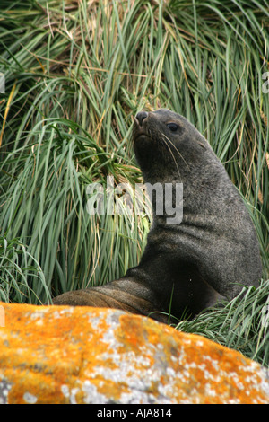 Pelliccia sigillo su una roccia che pongono Georgia del sud le isole Foto Stock