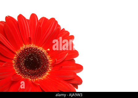 Gerbera isolato su uno sfondo bianco con spazio di copia Foto Stock