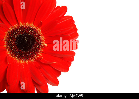 Gerbera isolato su uno sfondo bianco con spazio di copia Foto Stock