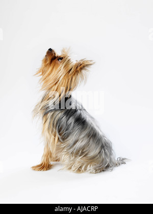 Profilo di Yorkshire Terrier Foto Stock