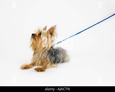 Yorkshire Terrier al guinzaglio Foto Stock