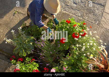 Donna modello rilasciato tendente vasi da fiori in un giardino di Dorset Regno Unito Inghilterra Foto Stock