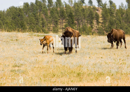 Bisonti americani anche chiamato bufalo americano (Bos bison) Foto Stock