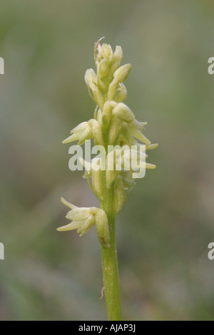 Flower spike di muschio orchid, herminium monorchis. Foto Stock