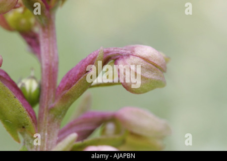 Fiore di una rana orchid, Coeloglossum viride Foto Stock