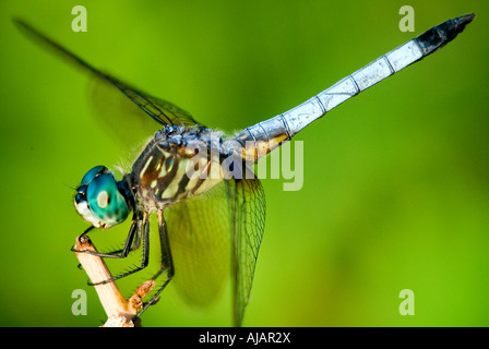 Un maschio blu Dasher Dragonfly Pachydiplax longipennis poggiante su una canna nei pressi di un laghetto in Nokesville, Virginia, Stati Uniti d'America Foto Stock