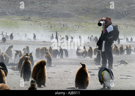 Fotografo con re pinguini a St Andrews Bay Georgia del Sud il Rookery più grande al mondo Foto Stock