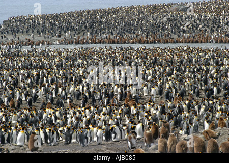 Ammassato re pinguini a St Andrews Bay Georgia del Sud il Rookery più grande al mondo Foto Stock