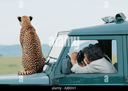 Wild ghepardo femmina si siede sul cofano del motore di un Landrover Masai Mara riserva nazionale del Kenya Africa orientale Foto Stock