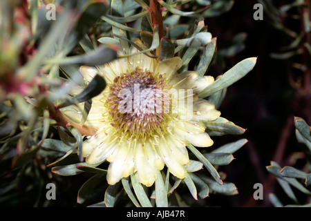 Thistle Proteas - Protea scolymocephala - Famiglia Proteaceae Foto Stock