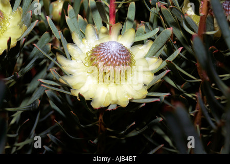 Chiusura del singolo Thistle Protea fiore Protea scolymocephala- Famiglia Proteaceae Foto Stock