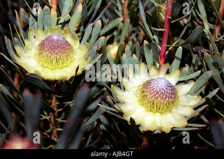 Thistle Proteas - Protea scolymocephala- Famiglia Proteaceae Foto Stock