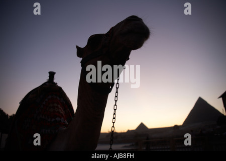 Camel in silhouette con piramidi a distanza al tramonto o al crepuscolo serale in Giza Cairo Egitto Africa Foto Stock