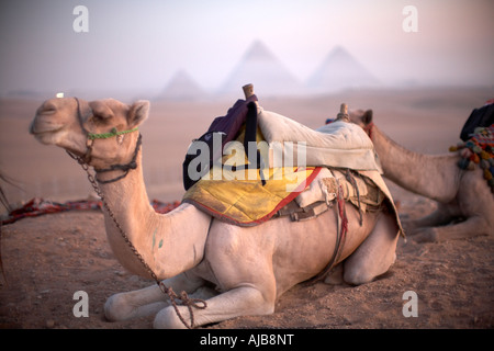 Tourist cammelli seduti in inizio di mattina di alba con piramidi distanti di haze nebbia al di là di Giza Il Cairo Egitto Africa Foto Stock