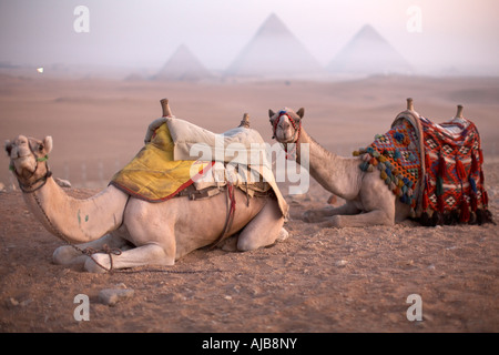 Tourist cammelli seduti in inizio di mattina di alba con piramidi distanti di haze nebbia al di là di Giza Il Cairo Egitto Africa Foto Stock