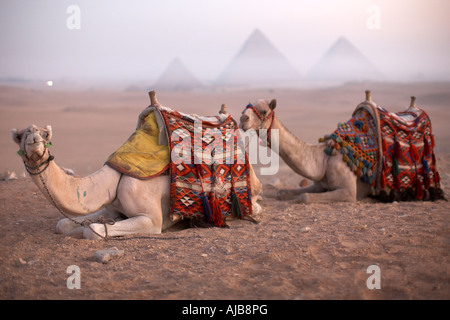 Tourist cammelli seduti in inizio di mattina di alba con piramidi distanti di haze nebbia al di là di Giza Il Cairo Egitto Africa Foto Stock