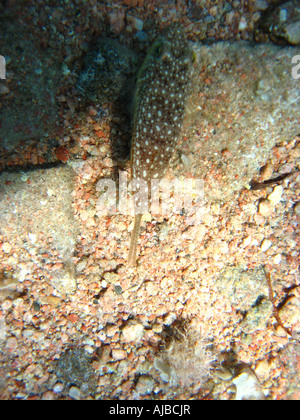 Immersioni subacquee foto di giallo maculato burrfish Cyclichthys spilostylus sul fondale marino nel Mare Rosso a Faro sito di immersione Foto Stock