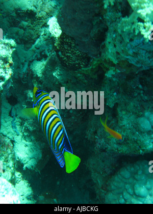 La subacquea immagine del Royal angelfish Pygoplites diacanthus tra i coralli in Mar Rosso vicino a Dahab Sinai Egitto Foto Stock