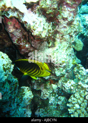 Immersioni subacquee foto di una farfalla striato Pesce Chaetodon fasciatus in Mar Rosso Isole al sito di immersione nei pressi di Dahab Sinai Egitto Foto Stock