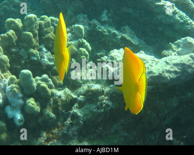 Foto subacquee di due mascherata pesci farfalla Chaetodon semilarvatus in Mar Rosso Isole al sito di immersione nei pressi di Dahab Sinai Egitto Foto Stock