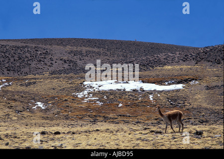 Vicuña un camelid correlata alla lama e alpaca ma più piccolo e più scarsi in Lauca Parco Nazionale di Cile settentrionale Foto Stock