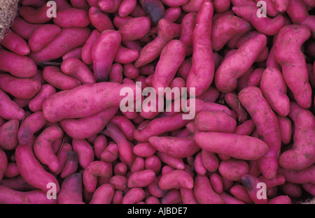 Colore porpora patate dolci per la vendita presso il villaggio rurale mercato di Silvia un Guambiano città indiana Nr Popayan Colombia Foto Stock