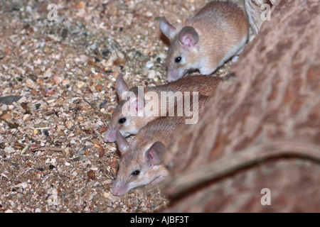 Gruppo di Arabian topi spinoso. "Acomys cahirinus dimidiatus' Foto Stock