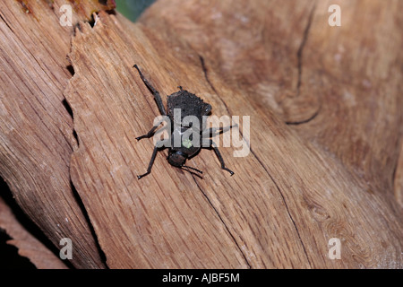 Fregate Island Giant Beetle (Polpositus herculeanus) su log. Foto Stock